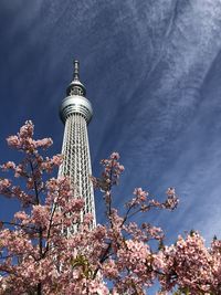 Low angle view of cherry blossom by tree against sky