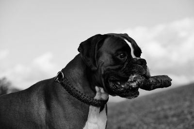 Close-up of dog looking away against sky