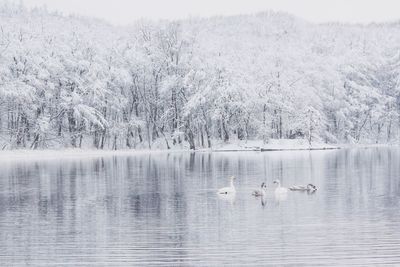 Swan swimming in lake during winter