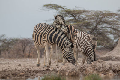 Zebras on a field