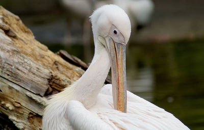 Close-up of a pelican