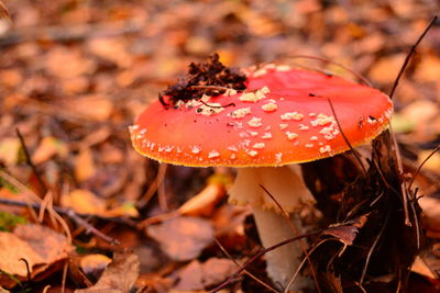 Close-up of fly agaric mushroom on field