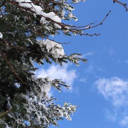 Low angle view of blooming tree against sky