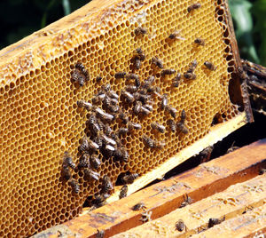 Close-up of honeycomb