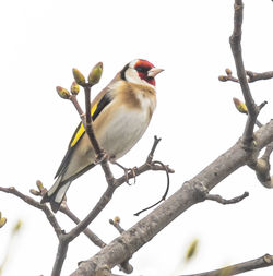 Low angle view of bird perching on branch