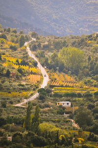 High angle view of road amidst trees on field