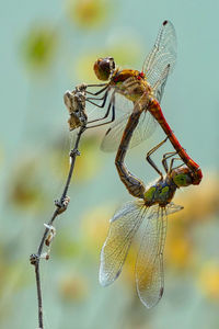 Dragonflies make sex at a lake  near munich bavaria, germany