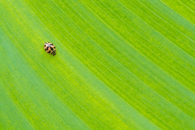 Close-up of insect on leaf