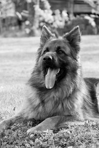 Portrait of dog relaxing on field