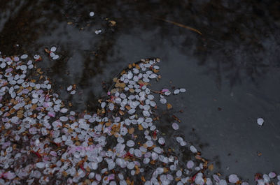 High angle view of plant floating on water