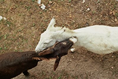 High angle view of horse on field