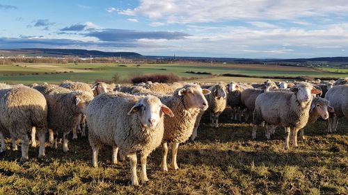 Sheep in a field