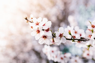 Background of almond blossoms tree. cherry tree with tender flowers. amazing beginning of spring.