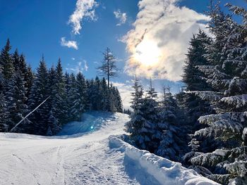 Snow covered trees against sky