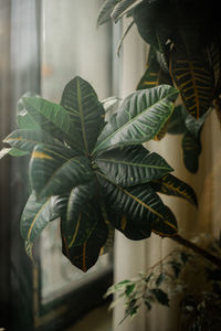 Close-up of potted plant