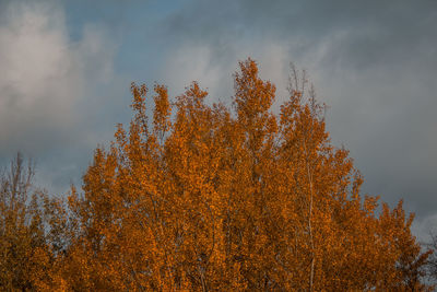 Low angle view of tree against sky during autumn