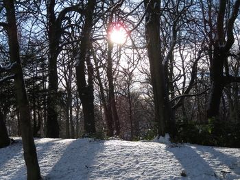 Snow covered trees in forest against sky