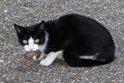 Portrait of cat