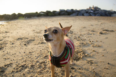 Chihuahua on sand