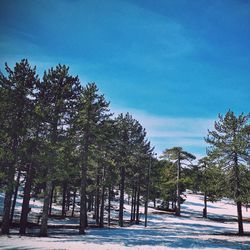 Trees in forest against sky