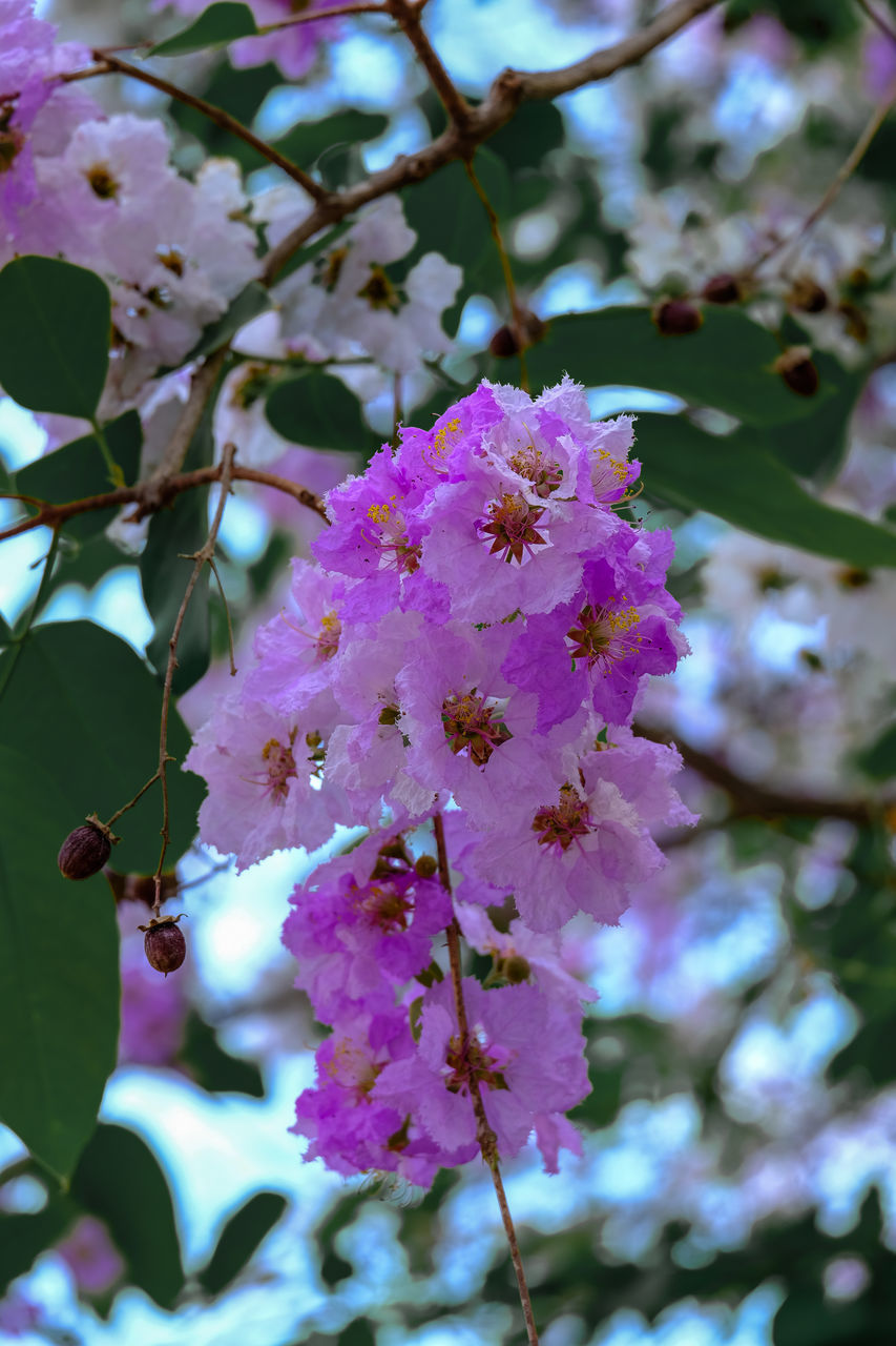 CLOSE-UP OF PINK CHERRY BLOSSOMS IN SPRING