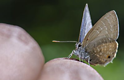 Close-up of butterfly on hand