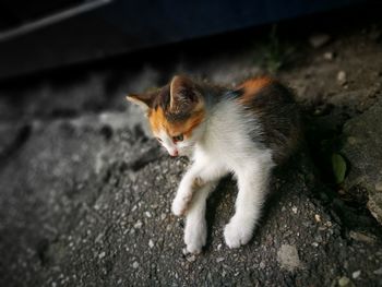 High angle portrait of kitten