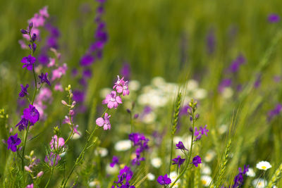 Close-up of purple flowering plants on field