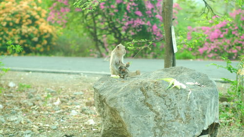 View of squirrel on rock