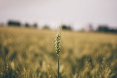Close-up of wheat growing on field