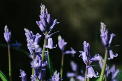 Close-up of purple flowering plants