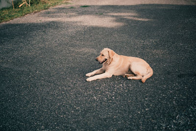 High angle view of dog on road