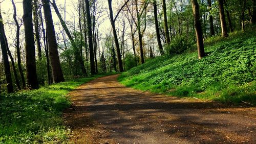 Dirt road amidst trees in forest