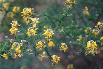 Close-up of yellow flowering plant on field