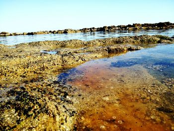 Reflection of trees in water