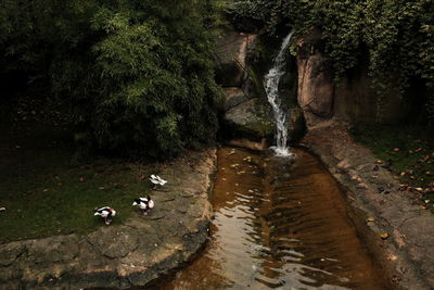 View of birds in forest