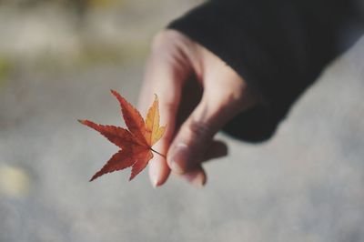 Close-up of hand holding maple leaf