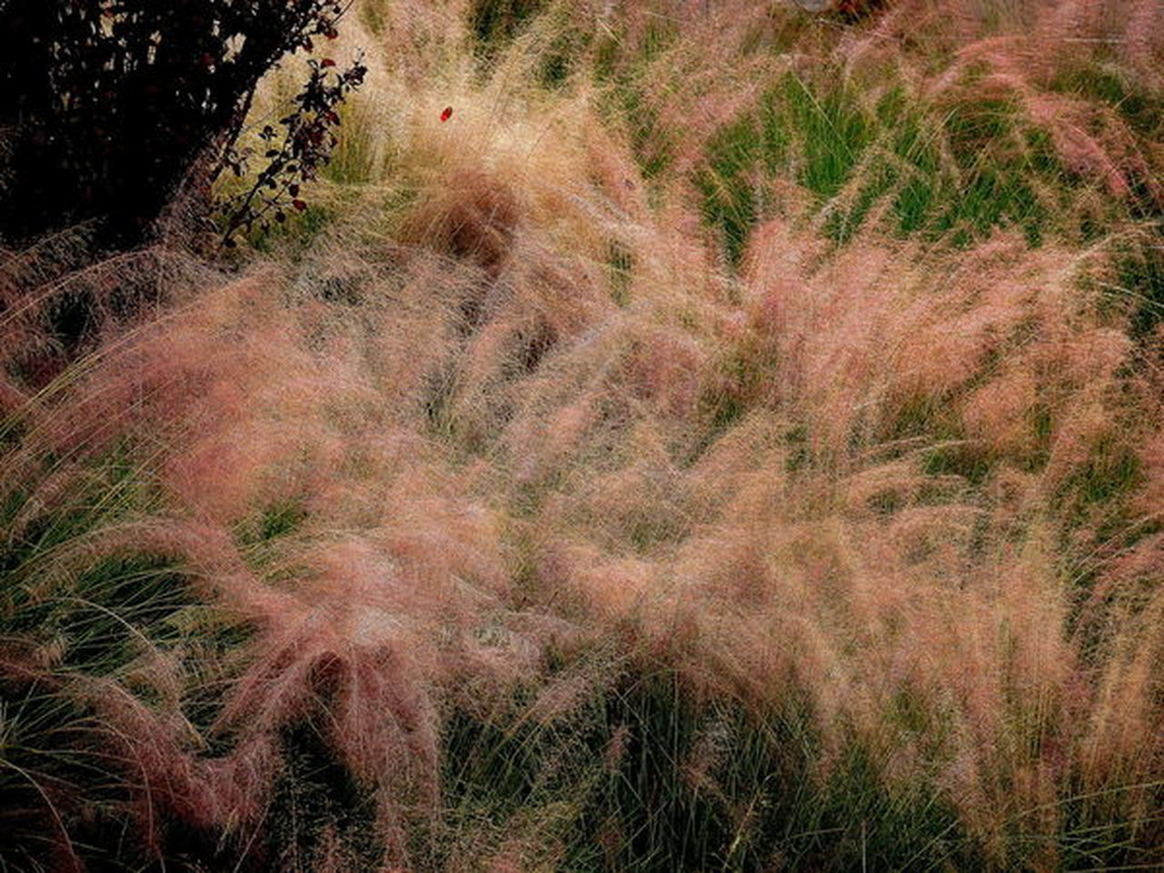 PLANTS GROWING ON FIELD