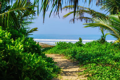 Scenic view of palm trees by sea against sky