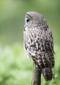 Owl