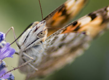 Detail shot of butterfly against blurred background