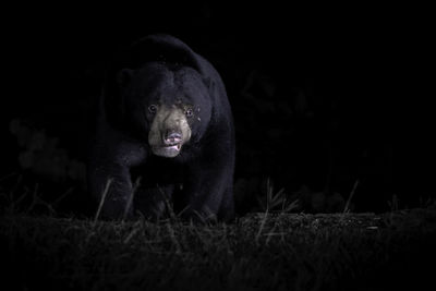 Close-up of horse at night