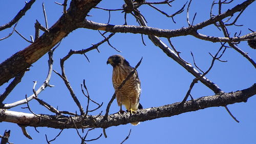 Low angle view of owl perching on tree against sky