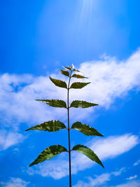 Low angle view of plant leaves against blue sky