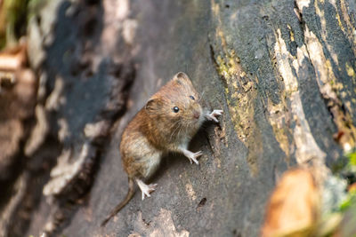 High angle view of squirrel on tree trunk