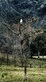 Trees growing in forest