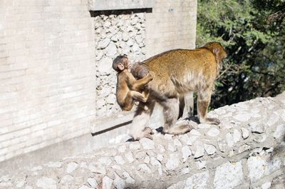 Monkey family on retaining wall