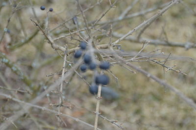 Close-up of plant against blurred background