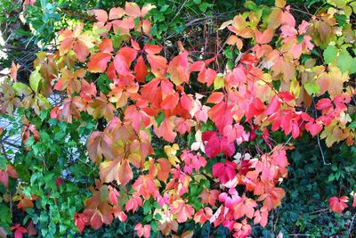 Orange flowers blooming outdoors