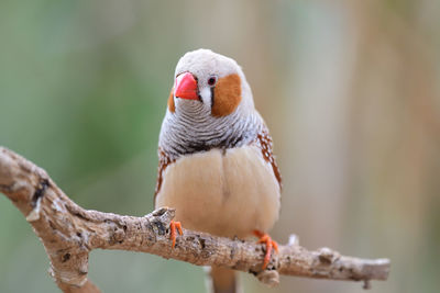 Close-up of parrot perching on branch